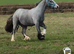 Stunning two year old cob for sale