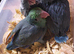 Handreared parrotlets *all reserved*