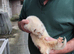 Ferrets for Sale