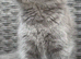 Scottish fold x BSH