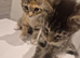 One tabby, one mixed tabby-ginger mix and one grey and white half british shorthair