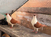 Afghan pigeons