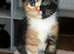 Ginger and tortie kittens
