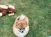 ** KC ORANGE SABLE POMERANIAN GIRL**