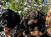 Quality True mini Cavapoo puppies in Eastleigh