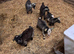 8-12 week old Pygmy weather goats
