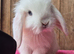 Mini lop babys ready now