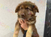Kcreg liver and tan carrying Isabella German shepherd pup