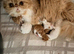 Exotic Persian kittens