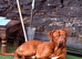 STUD Dogue de Bordeaux