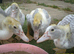 5 six week old Lavender Muscovy ducklings