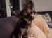 Beautiful Chihuhua