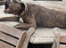 Presa Canario