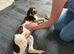 English pointer pup