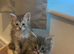 2 Beautiful female mainecoon kittens
