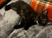 Maine coon x last one left