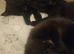 3 black females 8 weeks old
