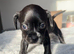 Boston terrier x cocker spaniel puppies