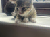 2 Male Kittens For Sale