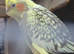 For sale cockatiel