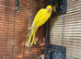 Ringneck female