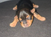 3 biewer / yorkie mix