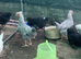 Cream Legbar pure breed cockerels
