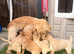 Kc golden retriever puppies