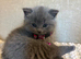 British shorthair kittens