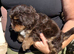 2 LEFT!! TINY TOY MALTIPOO’S Health tested parents
