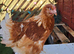 Egg layer Chicken available