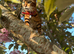 Female bengal
