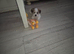 One beautiful morkie   boy left