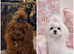 Teacup Doll Face Maltipoo Puppies