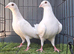 Busschaert pigeon Pair