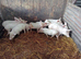 6 Weaners