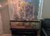 Crested Gecko with optional enclosure