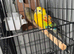 Red rump breeding pair