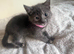 Ragdoll kittens rare blue sepia tortie & flame point 9 weeks ready now!