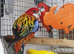 Stunning Young Rosella & Pennants available
