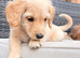 Beautiful cockapoo brother and sister available