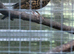 pair Mistle thrushes