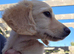 Cream long haired miniature dachshund