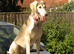SALUKI YOUNGSTERS.