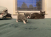 British short hair kittens