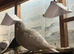 Pigeon for sale