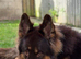 KC Registered Liver & tan stud