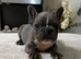 Beautiful frenchbulldogs