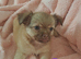 1 boy & 1 girl now available Long Coat Chihuahua puppies