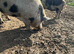 Beautiful Kune Kune Boar, 3 years old, Proven with multiple litters. Low Price For Good Home